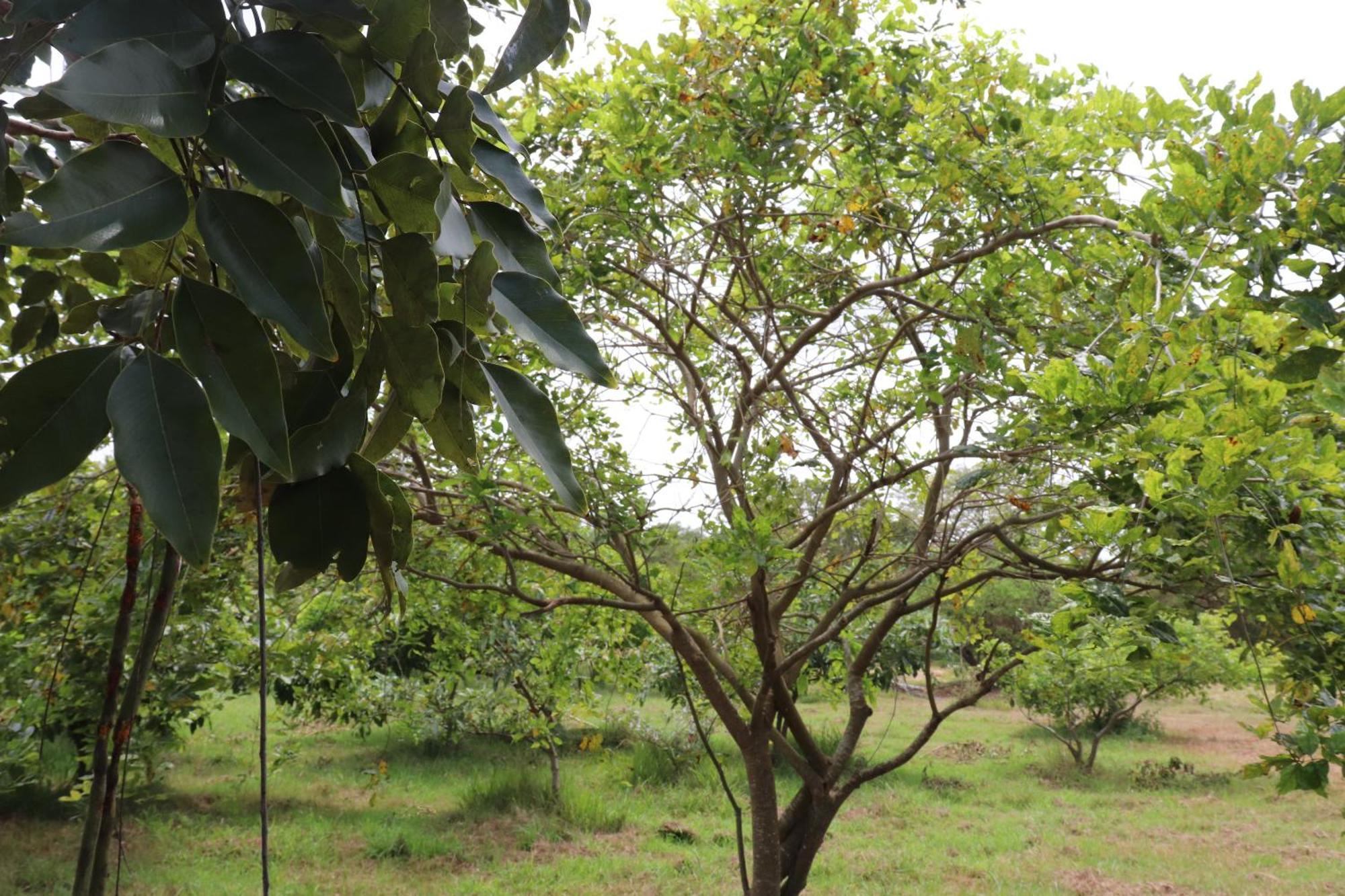 Kayjay Wild Wilpattu Hotel Luaran gambar